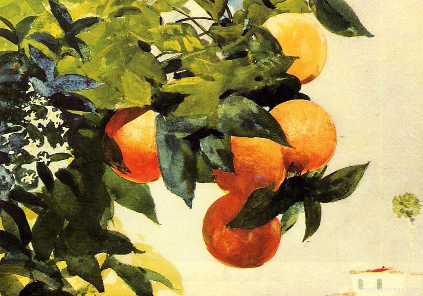 Oranges on a Branch - Winslow Homer - 1885