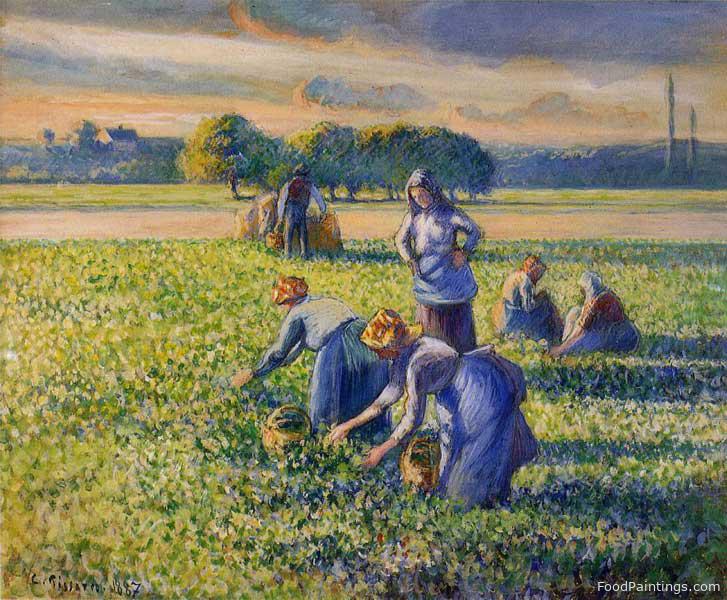 Picking Peas - Camille Pissarro - c. 1887