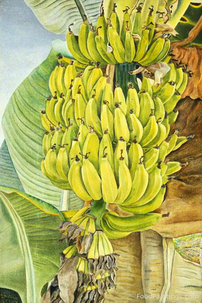Bananas - Lucian Freud - 1952